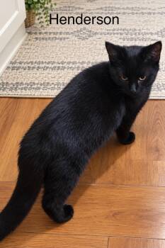 Henderson -  Bombay and Domestic Short Hair Cat for Adoption in Wyandotte, Michigan - Henderson | PetCurious