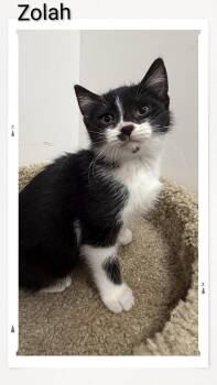 Zolah -  Domestic Short Hair Cat for Adoption in Caistor Centre, Ontario - Zolah | PetCurious