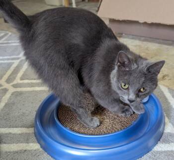 Russian Blue Cats Available for Adoption in Sardinia, Ohio - MISTY | PetCurious