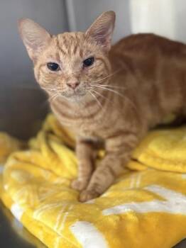 Domestic Short Hair Cats Available for Adoption in Fort Worth, Texas - Perry | PetCurious
