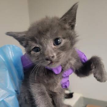 Palermo -  Domestic Short Hair Cat for Adoption in Westminster, California - Palermo | PetCurious