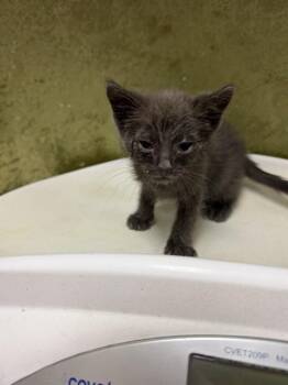 PEBBLE -  Domestic Short Hair Cat for Adoption in Riverside, California - PEBBLE | PetCurious