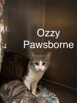 Ozzy Pawsbourne -  Domestic Short Hair Cat for Adoption in Waverly, Tennessee - Ozzy Pawsbourne | PetCurious
