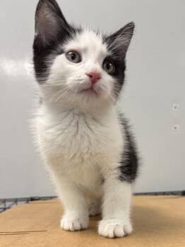 Domestic Short Hair Cats Available for Adoption in North Charleston, South Carolina - 06349b Bubba | PetCurious