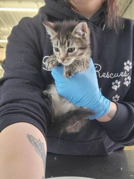 American Shorthair Cats Available for Adoption in Fertile, Minnesota - Walnut | PetCurious