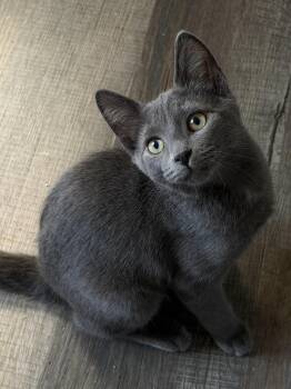 Tuck -  Domestic Short Hair Cat for Adoption in South Lyon, Michigan - Tuck | PetCurious