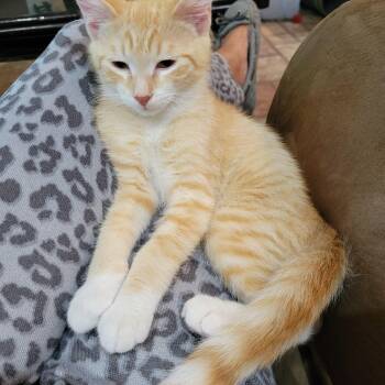 V -  Domestic Short Hair Cat for Adoption in Smithfield, Virginia - V | PetCurious