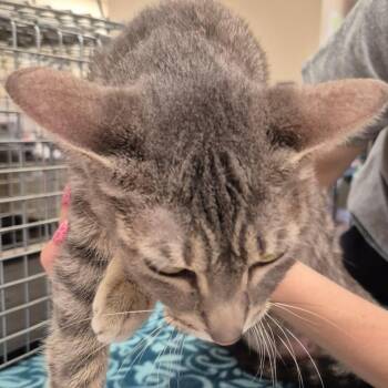 Domestic Short Hair Cats Available for Adoption in Lake Panasoffkee, Florida - Pita | PetCurious