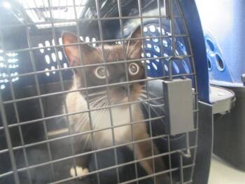 DIEGO -  Siamese Cat for Adoption in Ocala, Florida - DIEGO | PetCurious