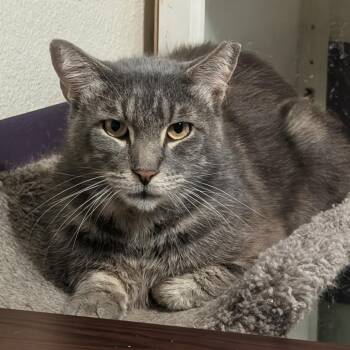 Sergio -  Domestic Short Hair Cat Available for Adoption in Bulverde, Texas - Sergio | PetCurious