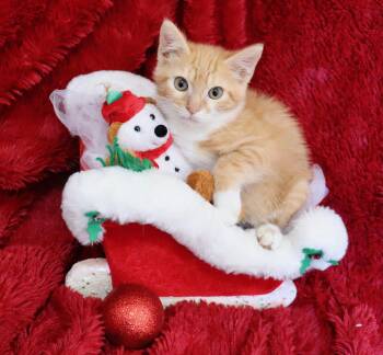 Rescue Tabby Cats for Adoption in St. Augustine, Florida - Tatiana | PetCurious