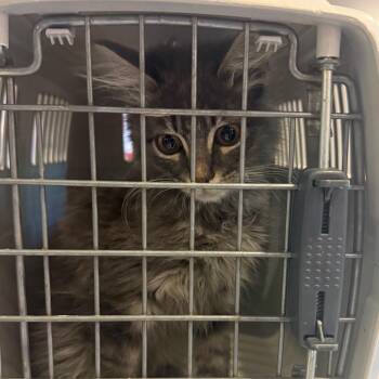 Pelican -  Manx Cat for Adoption in Charlottesville, Virginia - Pelican | PetCurious