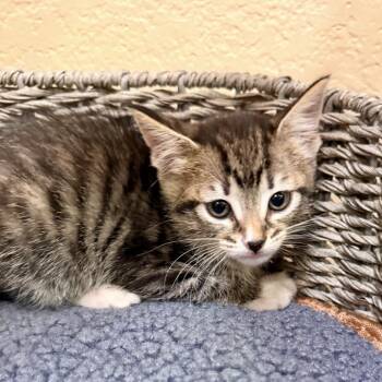Tabby Cats Available for Adoption in Trophy Club, Texas - Dr. Mel | PetCurious