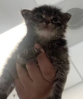 Puffball -  Domestic Short Hair Cat for Adoption in Roseville, California - Puffball | PetCurious
