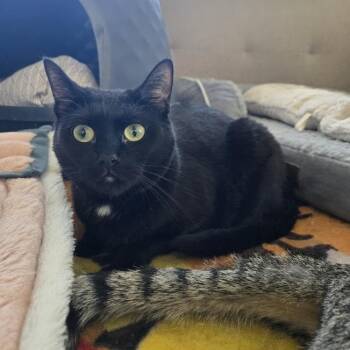 Tinkerbell -  Domestic Short Hair Cat for Adoption in Sioux Falls, South Dakota - Tinkerbell | PetCurious