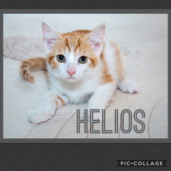 Rescue Tabby Cats for Adoption in Jeffersontown, Kentucky - Helios | PetCurious