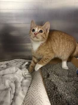 Domestic Short Hair Cats Available for Adoption in North Miami Beach, Florida - Gilbert | PetCurious