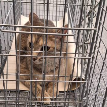 Colburn_1 -  Domestic Medium Hair Cat for Adoption in Montgomery, Alabama - Colburn_1 | PetCurious