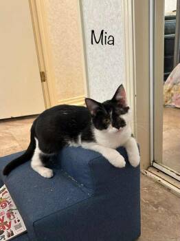 Rescue Domestic Short Hair Cats for Adoption in Groveland, Massachusetts - Mia | PetCurious