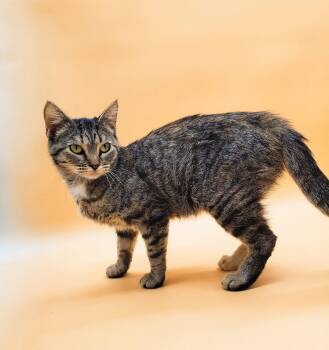 Rescue Domestic Short Hair Cats for Adoption in Springfield, Missouri - Love | PetCurious