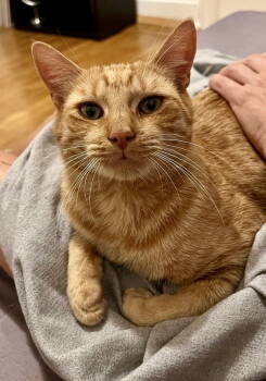 Rescue Domestic Short Hair Cats for Adoption - Fitzgerald | PetCurious