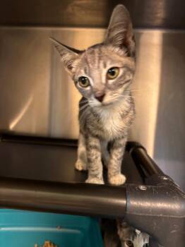 Falcon -  Domestic Short Hair Cat for Adoption in Metter, Georgia - Falcon | PetCurious