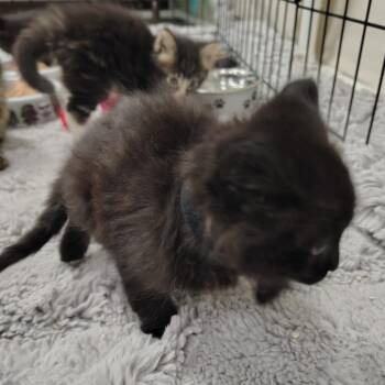 Maynard (pink collar) -  Domestic Medium Hair Cat for Adoption in Coos Bay, Oregon - Maynard (pink Collar) | PetCurious