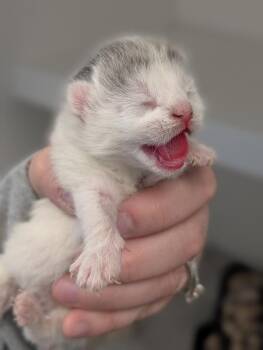 Noel -  Domestic Short Hair Cat for Adoption in Greenfield, Indiana - Noel | PetCurious