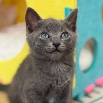 Domestic Short Hair Cats Available for Adoption in Pinellas Park, Florida - Basil | PetCurious