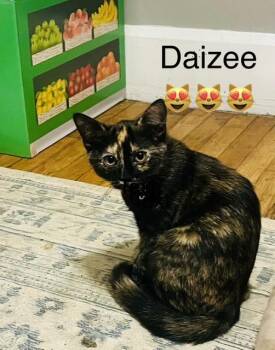 Daizee -  Tortoiseshell Cat for Adoption in Muncie, Indiana - Daizee | PetCurious