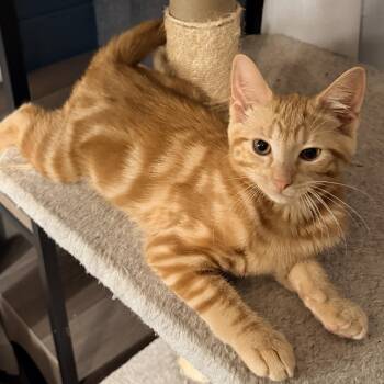 Butter Pecan -  Domestic Short Hair Cat for Adoption in Syracuse, New York - Butter Pecan | PetCurious