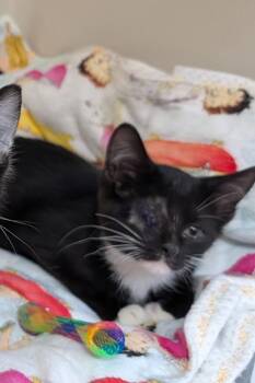 Kenzie -  Domestic Short Hair Cat for Adoption in Tomah, Wisconsin - Kenzie | PetCurious