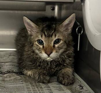 Devon Rex Cats Available for Adoption - A270453 | PetCurious