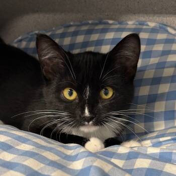 Rescue Domestic Short Hair Cats for Adoption in Sheridan, Wyoming - Thyme | PetCurious