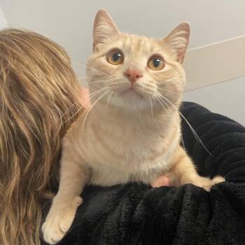 Domestic Short Hair Cats Available for Adoption in Clifton, New Jersey - Calvin | PetCurious