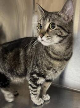 Helen -  Domestic Short Hair Cat for Adoption in Minneapolis, Minnesota - Helen | PetCurious