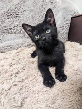 Trestin -  Domestic Short Hair Cat for Adoption in Fort Lupton, Colorado - Trestin | PetCurious