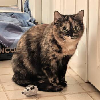 Dilute Tortoiseshell and Domestic Medium Hair Cats Available for Adoption - Merlot (bonded With Brie) | PetCurious