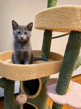 Tommy -  Domestic Short Hair and Russian Blue Cat for Adoption in Stamford, Connecticut - Tommy | PetCurious