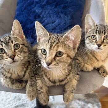 Daisy, Poppy & Iris - Spring’s Sweetest Trio -  Domestic Short Hair Cat Available for Adoption in Braintree, Massachusetts - Daisy, Poppy & Iris - Spring’s Sweetest Trio | PetCurious