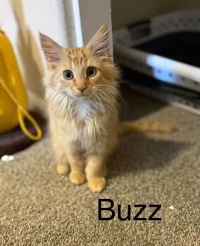 Buzz -  Domestic Medium Hair Cat for Adoption in Reno, Nevada - Buzz | PetCurious