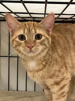 Rescue Domestic Short Hair Cats for Adoption in Lunenburg, Massachusetts - Wanda | PetCurious