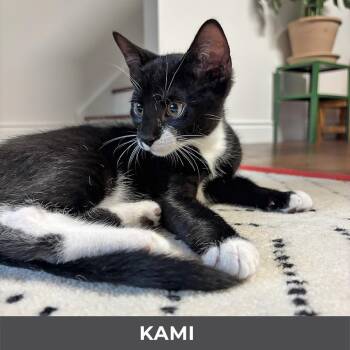 Kami -  Domestic Short Hair Cat for Adoption in Toronto, Ontario - Kami | PetCurious
