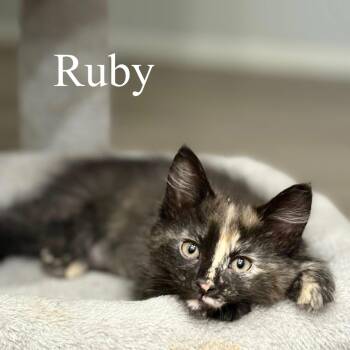 Domestic Short Hair Cats Available for Adoption in San Tan Valley, Arizona - Ruby | PetCurious