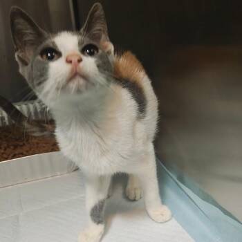 Tootsie -  Domestic Short Hair Cat for Adoption in Pompano Beach, Florida - Tootsie | PetCurious