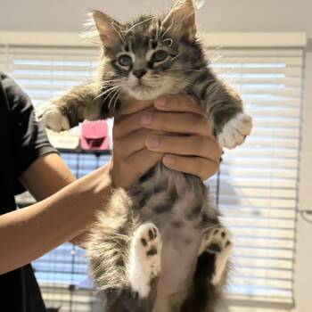 Maple -  Domestic Medium Hair Cat for Adoption in Aldie, Virginia - Maple | PetCurious
