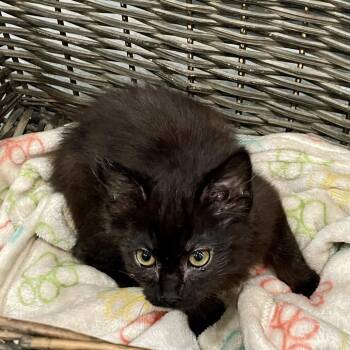 Space Cadet -  Domestic Long Hair Cat for Adoption in Fairmont, West Virginia - Space Cadet | PetCurious