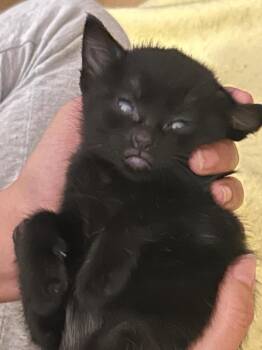 Monkey -  Domestic Medium Hair Cat for Adoption in New Kensington, Pennsylvania - Monkey | PetCurious