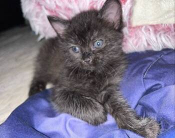 Rescue Domestic Medium Hair and Domestic Short Hair Cats for Adoption in San Diego, California - Daisy | PetCurious