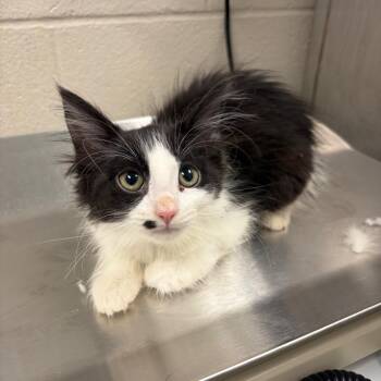 Nimrara -  Domestic Long Hair Cat for Adoption in Council Bluffs, Iowa - Nimrara | PetCurious